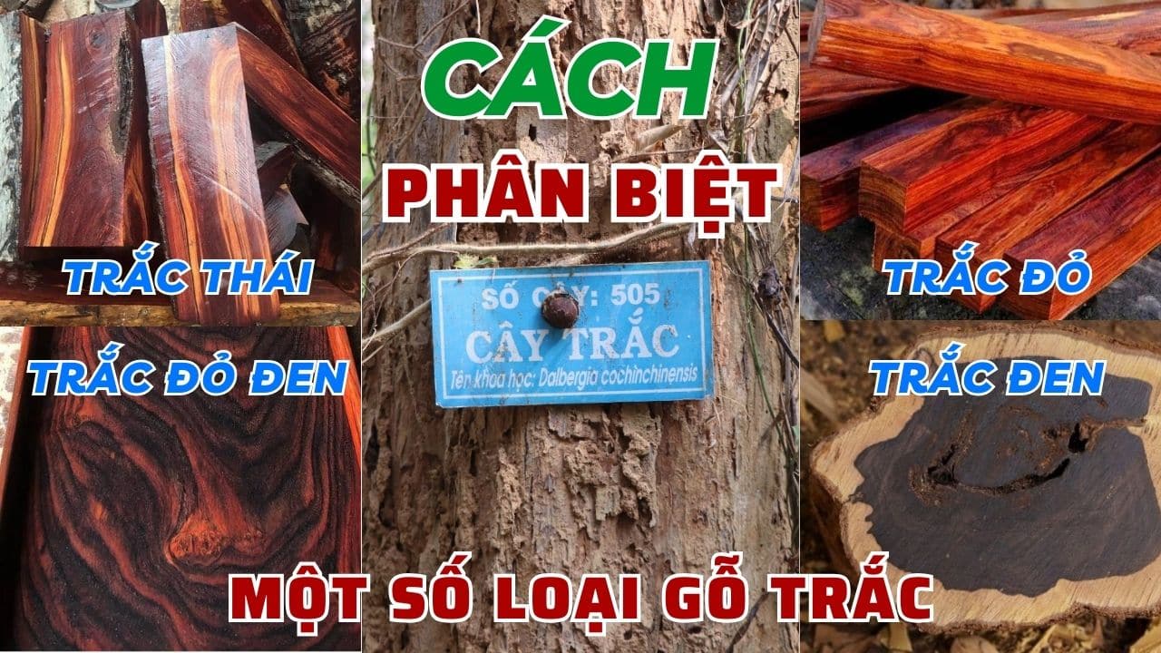 Cách phân biệt một số loại gỗ Trắc cao cấp hiện nay